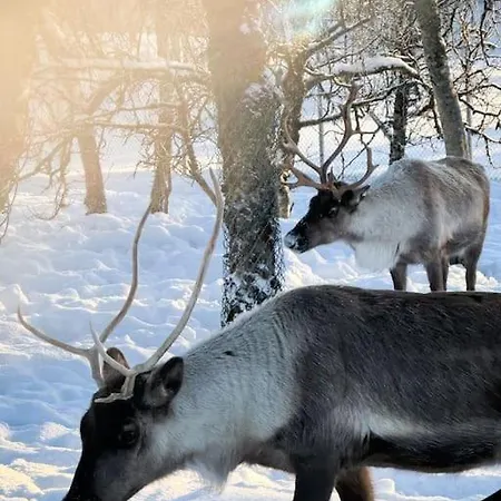 Appartement Arctic Retreat - Lovely Next To Amazing Nature *