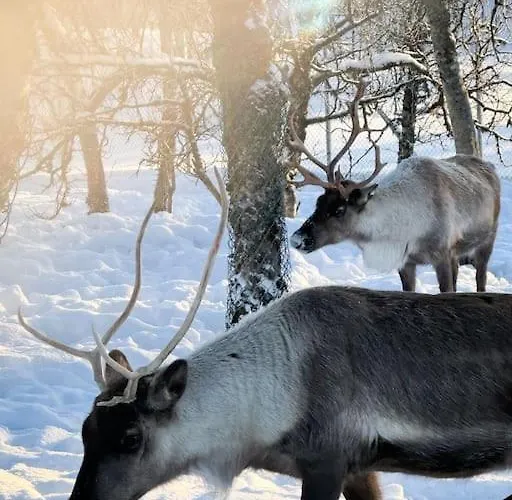 Appartement Arctic Retreat - Lovely Next To Amazing Nature *