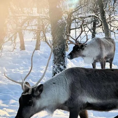 Daire Arctic Retreat - Lovely Next To Amazing Nature *